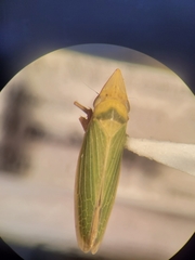 Cicadellinae