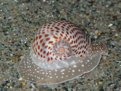 Naticarius stercusmuscarum