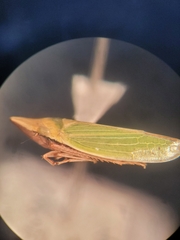 Cicadellinae