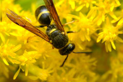 Euodynerus foraminatus