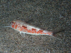 Mullus barbatus