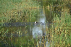Nettapus coromandelianus