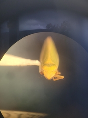 Cicadellinae