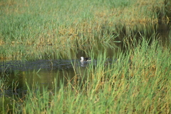 Nettapus coromandelianus