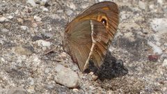 Pyronia bathseba