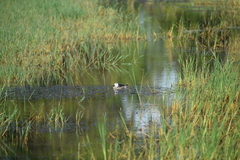 Nettapus coromandelianus