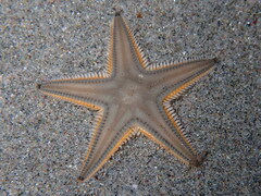 Astropecten jonstoni