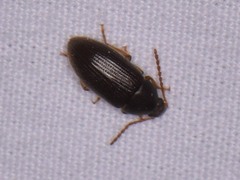 Hymenorus