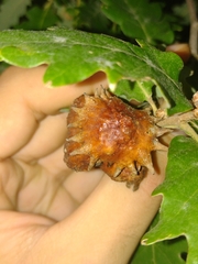 Andricus dentimitratus