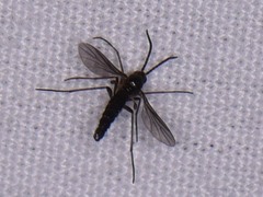 Sciaroidea