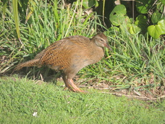 Gallirallus australis australis