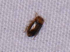 Neobidessus pullus pullus