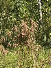 Anthephora pubescens