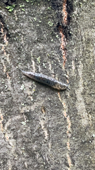 Megapallifera mutabilis