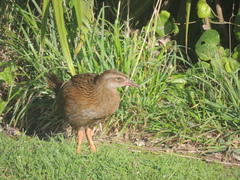 Gallirallus australis australis
