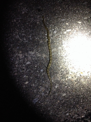 Bogertophis subocularis