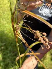 Anthephora pubescens