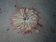 Condylactis aurantiaca