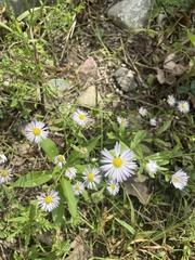 Boltonia asteroides