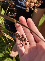 Anthephora pubescens