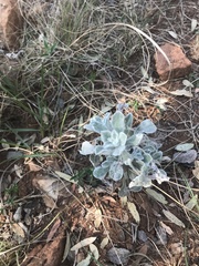 Nidorella