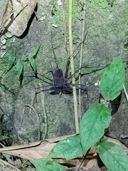 Amblypygi