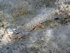 Gobius incognitus