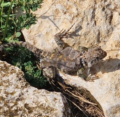 Crotaphytus collaris