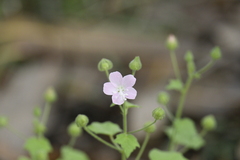 Pavonia zeylanica