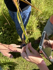 Anthephora pubescens