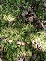 Sphagnum girgensohnii