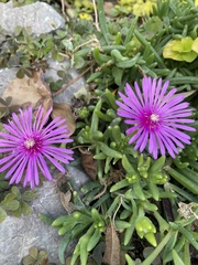 Delosperma