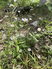 Boltonia asteroides