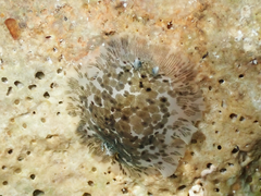 Dendrodoris grandiflora