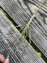 Panicum dichotomiflorum