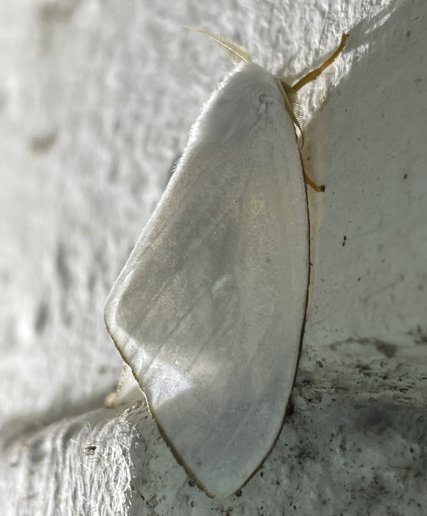 Leucoma ogovensis