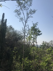 Laniarius ferrugineus