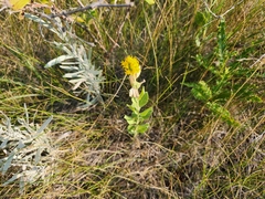 Solidago mollis