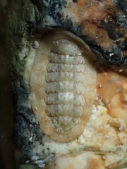 Ischnochiton rissoi