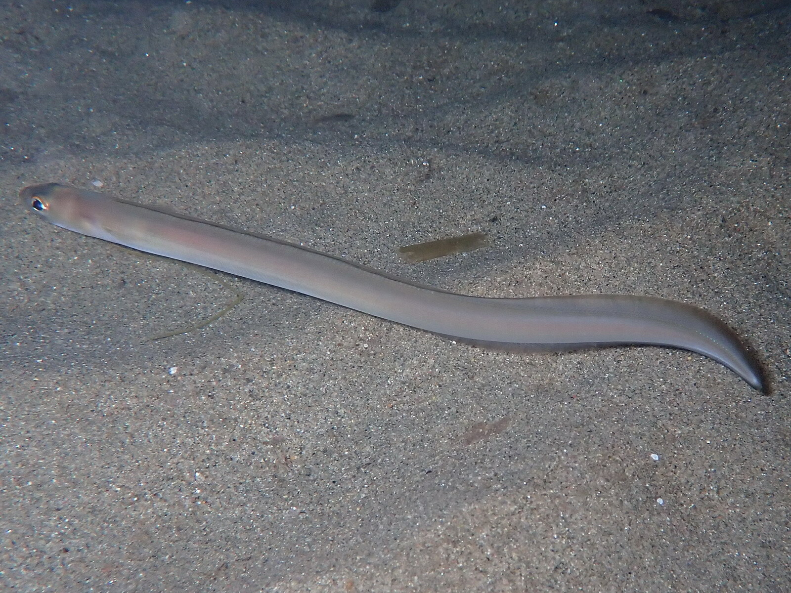 Ariosoma balearicum (Delaroche, 1809)