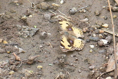 Junonia hierta