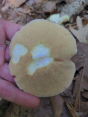 Polyporus radicatus