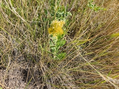 Solidago mollis