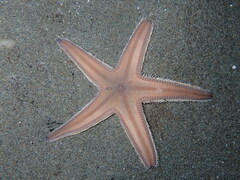 Astropecten irregularis