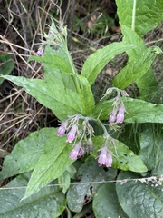 Symphytum officinale