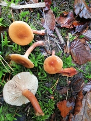 Lactarius subdulcis