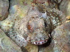 Scorpaena maderensis