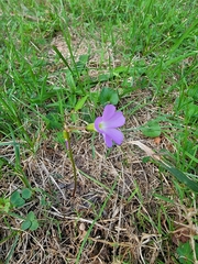 Oxalis violacea