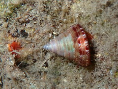 Calliostoma