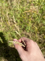 Echinochloa